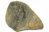 Fossil Fern (Pecopteris) Nodule Pos/Neg - Mazon Creek #331704-1
